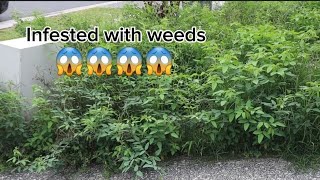 The Most Ovegrown Yard In The Street and Now The Tidiest overgrownyard asmr satisfyingvideo [upl. by Ennaimaj501]