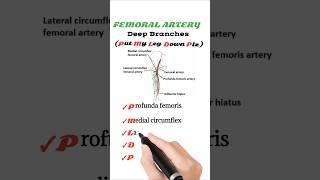 Femoral Artery Deep Branches [upl. by Moreville]