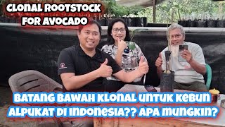 Clonal Rootstock for Avocado  Batang Bawah Klonal untuk Kebun Alpukat di Indonesia Apa Bisa [upl. by Sible289]