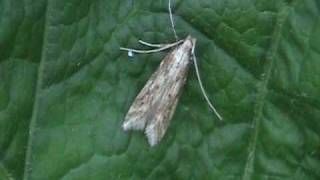 Tineid Moth Tineidae on Leaf [upl. by Ahgem40]