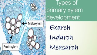 exarchindarch and mesarch plant anatomy part in hindicentripetalcentrifugal or mixed in hindi [upl. by Haimehen329]