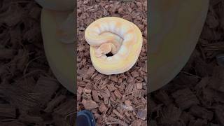 HOW GORGEOUS ARE THE COLORS ON THIS BALL PYTHON🔥 Mojave Enchi Leopard Lavender Albino [upl. by Ellehcor317]