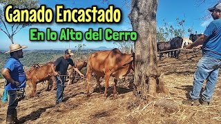 Ganado Encastado en lo Mas Alto de los Cerros [upl. by Trefor]