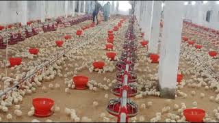 poultry farm chicks feeding and brooding  broiler chicks healthy and active flock 25000 birds [upl. by Mulcahy862]