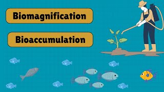 Biomagnification vs Bioaccumulation Explained  Impact on Food Chains amp Ecosystems  Biospeaks [upl. by Schuman]