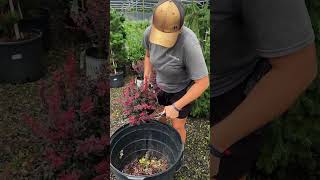 HOW TO TRIM your Barberry Shrub prune gardening [upl. by Layor787]