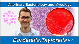 Bordetella and Taylorella Part 1  Veterinary Bacteriology and Mycology [upl. by Ailat]