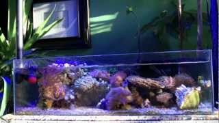 Shallow Nano Reef Tank ADA Rimless [upl. by Ferguson]