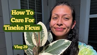 How to Care For Tineke Ficus Elastica Plant Vlog 29 [upl. by Julis]