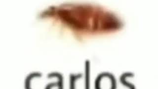 Carlos the roach  meme [upl. by Irap]