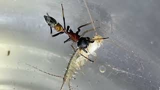 Ant mimicking spider Myrmarachne formicaria hunts a silverfish Lepisma [upl. by Nadda]