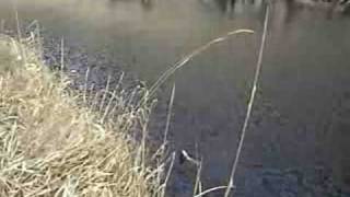 St Vrain River Fishing [upl. by Casmey408]