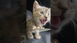 【癒しタイム】産廃箱から天使を見つけました👼🐈 鹿児島 産廃箱 産業廃棄物 子猫 猫 保護猫 可愛い 癒し [upl. by Levina]