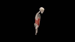 Spine flection movementmovement of spine anatomy viralvideo animation trending neck [upl. by Dorolice829]