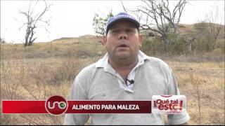 Agricultor compró insumo para acabar con la maleza y acabó con su cultivo [upl. by Amilas565]