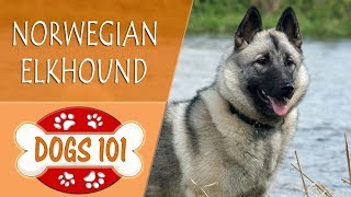 Dogs 101  NORWEGIAN ELKHOUND  Top Dog Facts About the NORWEGIAN ELKHOUND [upl. by Nabetse514]