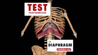 Test Your Knowledge of the Diaphragm  Erik Dalton [upl. by Earazed905]