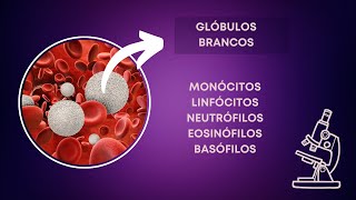 Glóbulos Brancos  monócitos linfócitos neutrófilos eosinófilos e basófilos [upl. by Conrado]