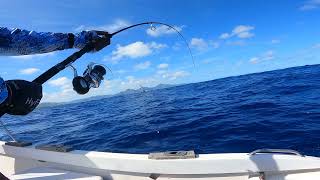 Big yellowfin tuna with my new Nomad offshore pe 2 4 rod paired with a saragosa swa [upl. by Eniale]