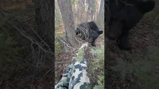 He’s just a curious little guy 😁 bear outdoors hunting camoflage woods blackbear wildlife [upl. by Morie332]