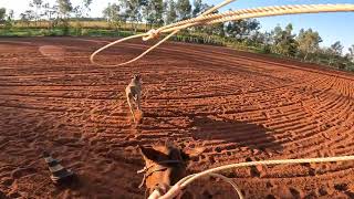 Tie Down Roping Go Pro Hero 10 [upl. by Nynahs]