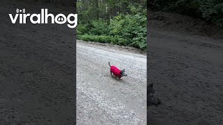 18YearOld Dachshund Goes For a Nature Walk  ViralHog [upl. by Dolly]