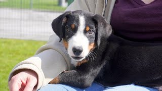 20230526 BALLU  Appenzeller Sennenhund Welpe [upl. by Ednalrim]