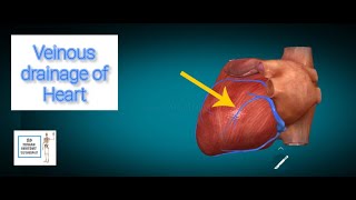 Venous drainage to heart I Human Anatomy Tutorial [upl. by Pages]