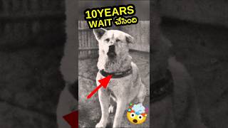 😢 Hachiko Dog Story  hachiko dog real photos [upl. by Rayford]