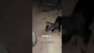 Cucciolo Trovato in una Busta e Buttato nel Cestino cane triste animali [upl. by Lorenz]