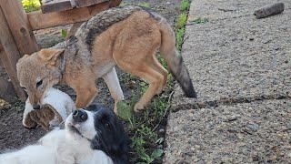 Border Collie Fauna plays with Jackal pups [upl. by Hanfurd]