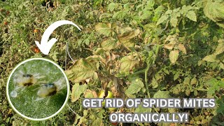 Effective Biological Control Methods for TwoSpotted Spider Mites [upl. by Moberg]