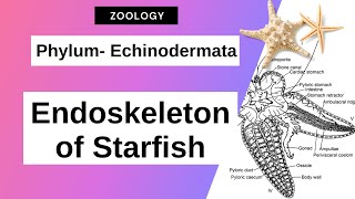 Echinodermata  Endoskeleton of Asterias Starfish  Zoology [upl. by Mortie]