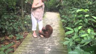 Orangutan comes to play Sepilok Rehabilitation Center BorneoNovember 2014 [upl. by Accebar121]