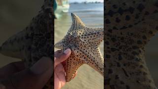 Mission Saving Starfish Part 1  Yellow Cushion Starfish shorts starfish fishing [upl. by Ranice]