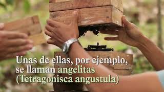 Las Abejas Meliponas de Amazonía Emprende [upl. by Padraig]