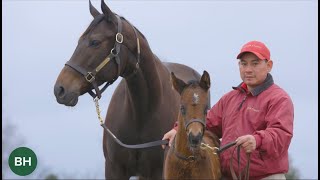 First Foal for 2022 Horse of the Year Flightline Arrives [upl. by Nomrac]