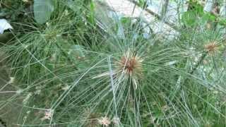 Papyrus  Rundgang in den Glashäusern des Botanischen Gartens der Universität Innsbruck [upl. by Kcod]