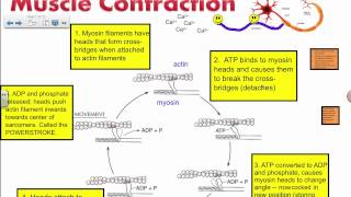 Muscle Contraction  Actin and Myosin IB Biology [upl. by Ettelohcin]