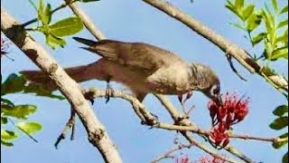 Little Friarbird at Atkinson Dam [upl. by Aitselec109]