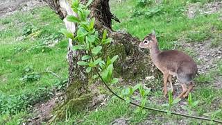 Kirk Dikdik Madoqua kirkii Antelope  the most cutest animal in the world  Bratislava ZOO [upl. by Niahs157]