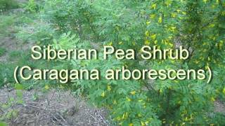 Siberian Pea Shrub From Flower to Harvest [upl. by Gratiana829]