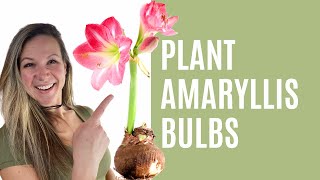 Plant Amaryllis Bulbs For Winter Blooms How To Plant Care and Store Amaryllis Bulbs [upl. by Latsyrc992]