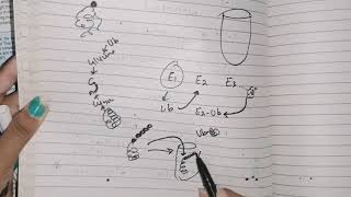 Protein degradation Ubproteasomesystem aminoacidmetabolism biochemistry [upl. by Eph]