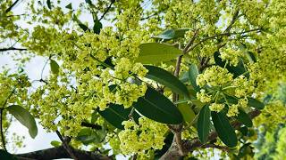 Blackboard Tree  Ruk Aththana  Devil Tree Alstonia scholaris [upl. by Boucher]