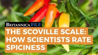 BRITANNICA FILE The Scoville Scale—How science rates spicy  Encyclopaedia Britannica [upl. by Aidahs]