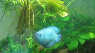 Разведение неоновых лялиусов Colisa lalia нерест  Dwarf Gourami sp quotBlue Neonquot [upl. by Browning]