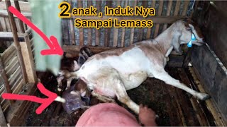 Proses Kambing melahirkan 2 anak [upl. by Xenos812]