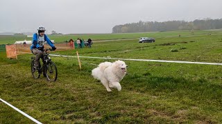 Schlittenhunderennen Oberndorf 2024 [upl. by Eilyah]