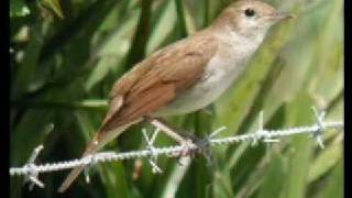 cantos de aves silvestres  jilguerospardillos [upl. by Giguere341]